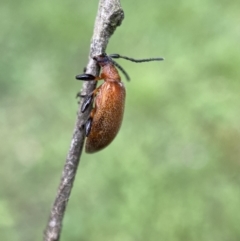 Ecnolagria grandis at Jerrabomberra, NSW - 6 Nov 2021