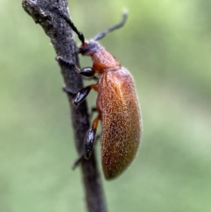 Ecnolagria grandis at Jerrabomberra, NSW - 6 Nov 2021