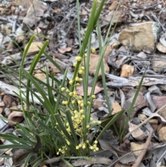 Lomandra filiformis (Wattle Mat-rush) at Jerrabomberra, NSW - 6 Nov 2021 by Steve_Bok