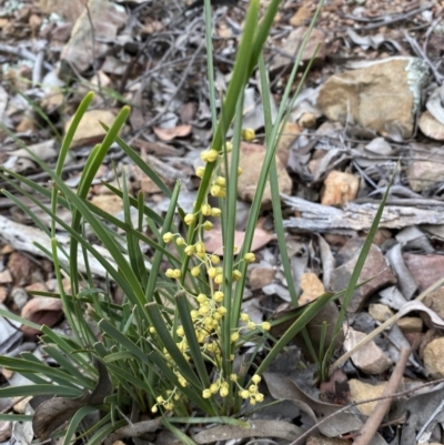 Lomandra filiformis (Wattle Mat-rush) at Jerrabomberra, NSW - 6 Nov 2021 by SteveBorkowskis