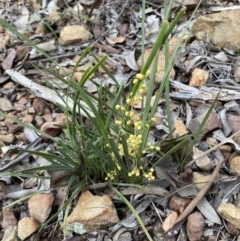 Lomandra filiformis at Jerrabomberra, NSW - 6 Nov 2021