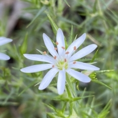 Stellaria pungens (Prickly Starwort) at Jerrabomberra, NSW - 6 Nov 2021 by Steve_Bok