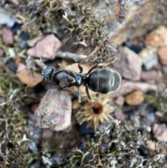 Iridomyrmex sp. (genus) (Ant) at Jerrabomberra, NSW - 6 Nov 2021 by Steve_Bok