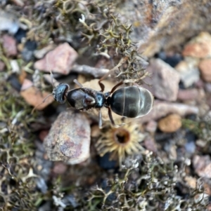 Iridomyrmex sp. (genus) at Jerrabomberra, NSW - 6 Nov 2021