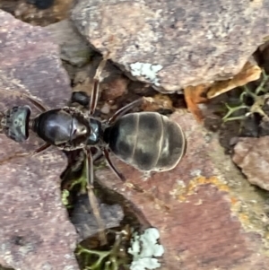 Iridomyrmex sp. (genus) at Jerrabomberra, NSW - 6 Nov 2021