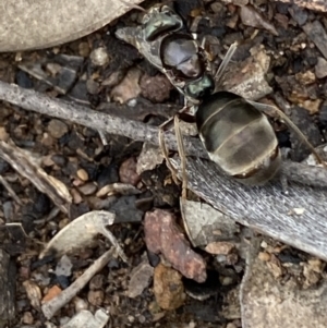 Iridomyrmex sp. (genus) at Jerrabomberra, NSW - 6 Nov 2021