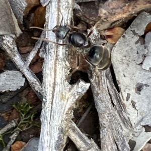 Iridomyrmex sp. (genus) at Jerrabomberra, NSW - 6 Nov 2021