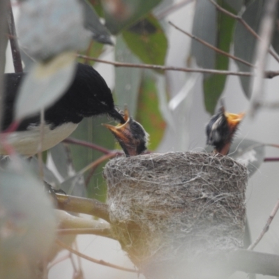 Rhipidura leucophrys (Willie Wagtail) at Kambah, ACT - 6 Nov 2021 by HelenCross