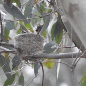 Rhipidura leucophrys at Kambah, ACT - 6 Nov 2021