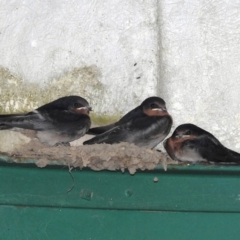 Hirundo neoxena at Kambah, ACT - 6 Nov 2021