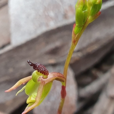 Caleana minor (Small Duck Orchid) at Aranda, ACT - 6 Nov 2021 by shoko