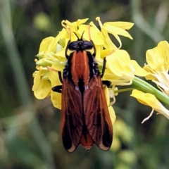 Pelecorhynchus fulvus (Orange cap-nosed fly) at Stromlo, ACT - 6 Nov 2021 by HelenCross