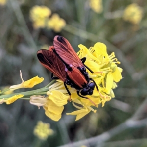 Pelecorhynchus fulvus at Stromlo, ACT - 6 Nov 2021 06:14 PM