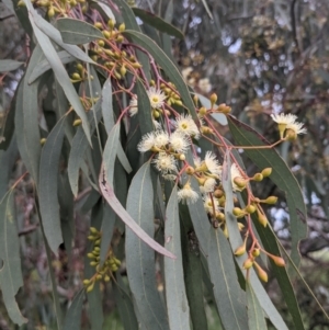 Eucalyptus melliodora at Lions Youth Haven - Westwood Farm A.C.T. - 6 Nov 2021