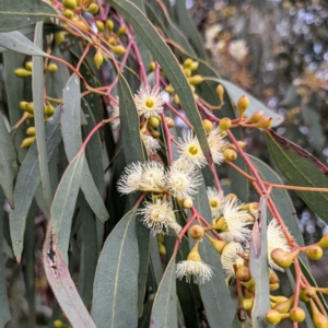 Eucalyptus melliodora at Lions Youth Haven - Westwood Farm A.C.T. - 6 Nov 2021