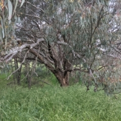 Eucalyptus melliodora at Lions Youth Haven - Westwood Farm A.C.T. - 6 Nov 2021 06:20 PM