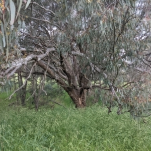 Eucalyptus melliodora at Lions Youth Haven - Westwood Farm A.C.T. - 6 Nov 2021 06:20 PM