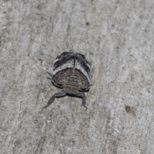 Platybrachys decemmacula at Scullin, ACT - 31 Oct 2021