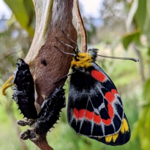 Delias harpalyce at Kambah, ACT - 5 Nov 2021