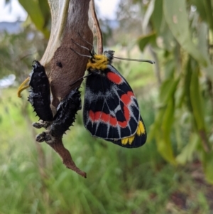 Delias harpalyce at Kambah, ACT - 5 Nov 2021