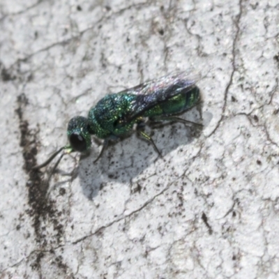 Primeuchroeus sp. (genus) (Cuckoo Wasp) at Scullin, ACT - 31 Oct 2021 by AlisonMilton