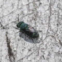 Primeuchroeus sp. (genus) at Scullin, ACT - 31 Oct 2021