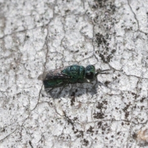 Primeuchroeus sp. (genus) at Scullin, ACT - 31 Oct 2021