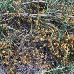 Pultenaea procumbens (Bush Pea) at Flea Bog Flat to Emu Creek Corridor - 6 Nov 2021 by Dora