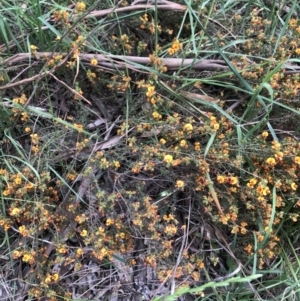 Pultenaea procumbens at Belconnen, ACT - 6 Nov 2021