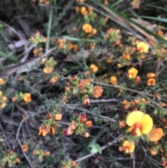 Pultenaea procumbens at Belconnen, ACT - 6 Nov 2021