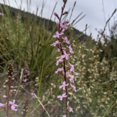 Stylidium graminifolium at Nanima, NSW - 29 Oct 2021