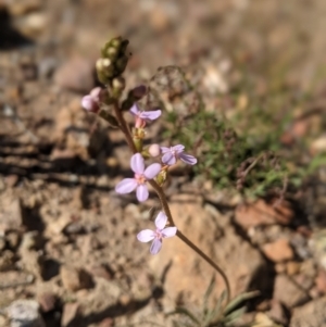 Stylidium graminifolium at Nanima, NSW - 29 Oct 2021