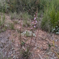 Stylidium graminifolium at Nanima, NSW - 29 Oct 2021