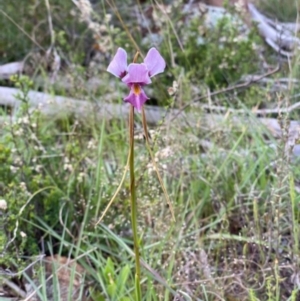 Diuris punctata var. punctata at suppressed - 11 Oct 2021