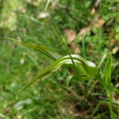 Pterostylis falcata (Sickle Greenhood) at Cabbage Tree Creek, VIC - 6 Nov 2021 by drakes