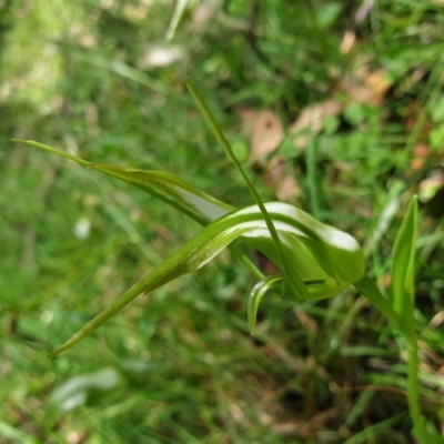 Pterostylis falcata (Sickle Greenhood) at Cabbage Tree Creek, VIC - 6 Nov 2021 by drakes