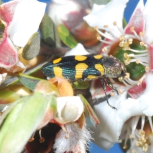 Castiarina inconspicua at Oallen, NSW - 6 Nov 2021 10:24 AM