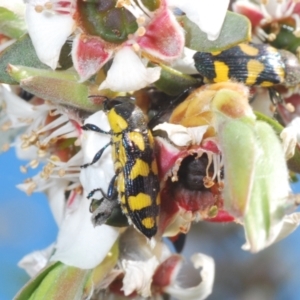 Castiarina octospilota at Oallen, NSW - 6 Nov 2021