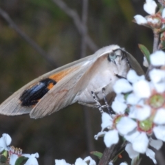 Gastrophora henricaria (Fallen-bark Looper, Beautiful Leaf Moth) at Oallen, NSW - 6 Nov 2021 by Harrisi