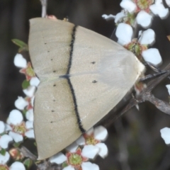 Gastrophora henricaria at Oallen, NSW - 6 Nov 2021