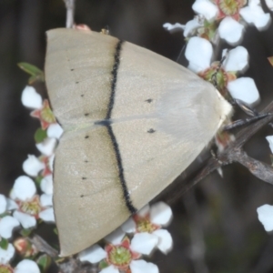 Gastrophora henricaria at Oallen, NSW - 6 Nov 2021