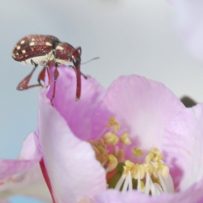 Aoplocnemis sp. (genus) (A weevil) at Jerrawangala, NSW - 6 Nov 2021 by Harrisi