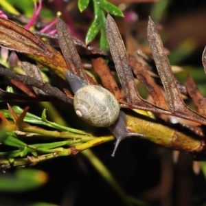 Cornu aspersum at Acton, ACT - 5 Nov 2021