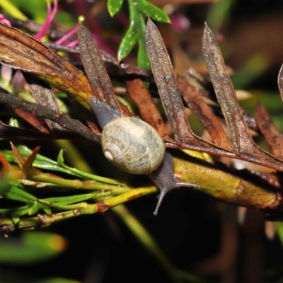 Cornu aspersum (Common Garden Snail) at ANBG - 5 Nov 2021 by TimL