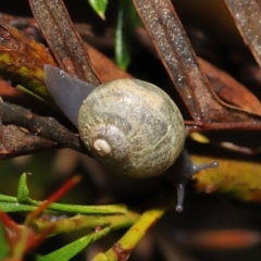 Cornu aspersum at Acton, ACT - 5 Nov 2021