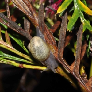 Cornu aspersum at Acton, ACT - 5 Nov 2021