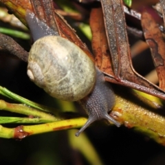 Cornu aspersum at Acton, ACT - 5 Nov 2021