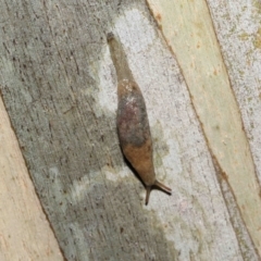 Cystopelta sp. (genus) (Unidentified Cystopelta Slug) at ANBG - 5 Nov 2021 by TimL