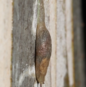 Cystopelta sp. (genus) at Acton, ACT - 5 Nov 2021