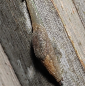 Cystopelta sp. (genus) at Acton, ACT - 5 Nov 2021